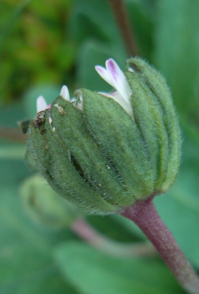 Bellis perennis